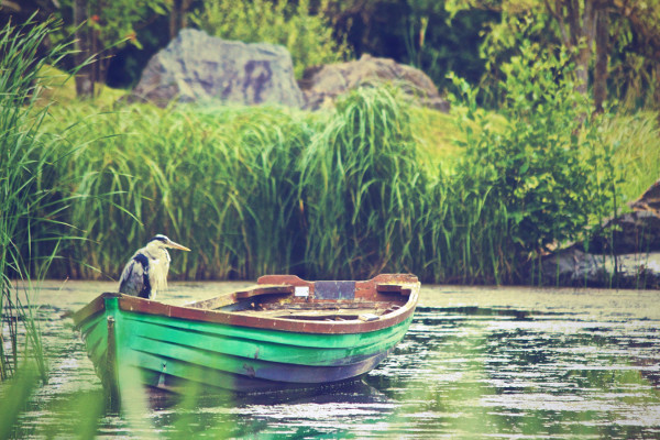 heron-in-a-boat-dave_meier.jpg heron-in-a-boat-dave_meier.jpg