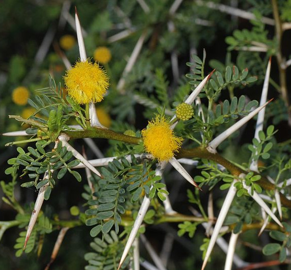 thorns-acacia_karroo.jpg thorns-acacia_karroo.jpg